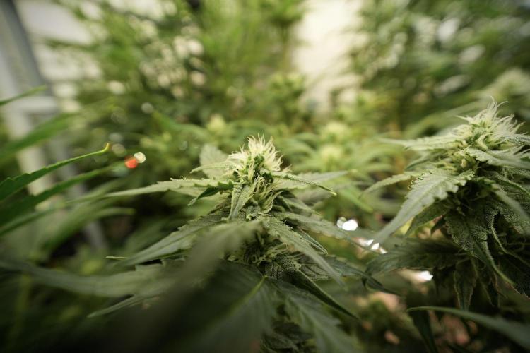 Amnesia Skunk The Zamnesia Way. Week 8 - Amnesia Skunk 12/12 From Seed 