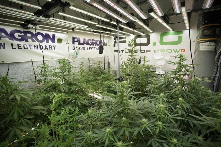 Amnesia Skunk The Zamnesia Way. Week 8 - Room and Vibes 