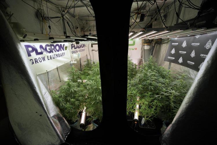 Amnesia Skunk The Zamnesia Way. Week 8 - Room and Vibes 