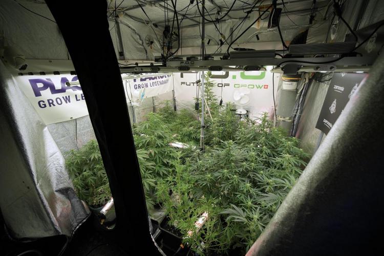 Amnesia Skunk The Zamnesia Way. Week 8 - Room and Vibes 