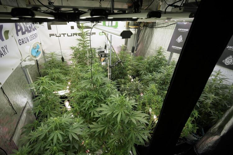 Amnesia Skunk The Zamnesia Way. Week 8 - Room and Vibes 