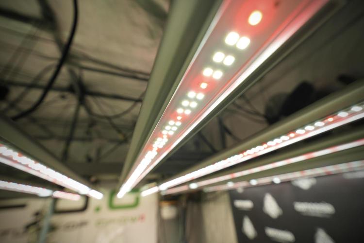 Amnesia Skunk The Zamnesia Way. Week 8 - Room and Vibes 