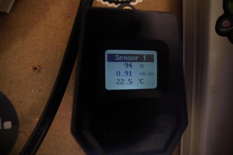 Amnesia Skunk The Zamnesia Way. Week 8 - Room and Vibes 