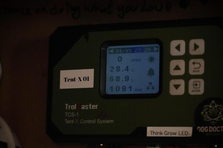 Amnesia Skunk The Zamnesia Way. Week 8 - Room and Vibes 