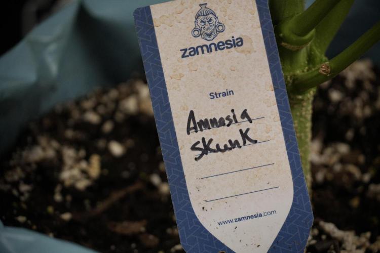 Amnesia Skunk The Zamnesia Way. Week 8 - Amnesia Skunk Studio times 