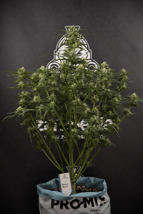 Amnesia Skunk The Zamnesia Way. Week 8 - Amnesia Skunk Studio times 