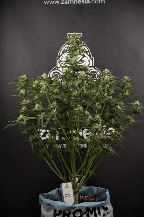 Amnesia Skunk The Zamnesia Way. Week 8 - Amnesia Skunk Studio times 