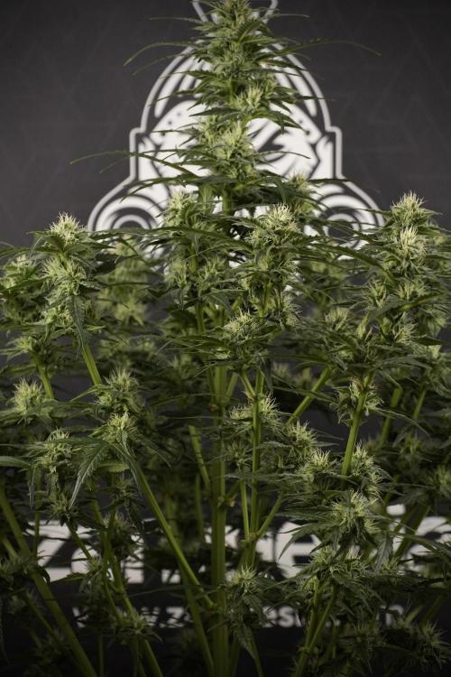 Amnesia Skunk The Zamnesia Way. Week 8 - Amnesia Skunk Studio times 