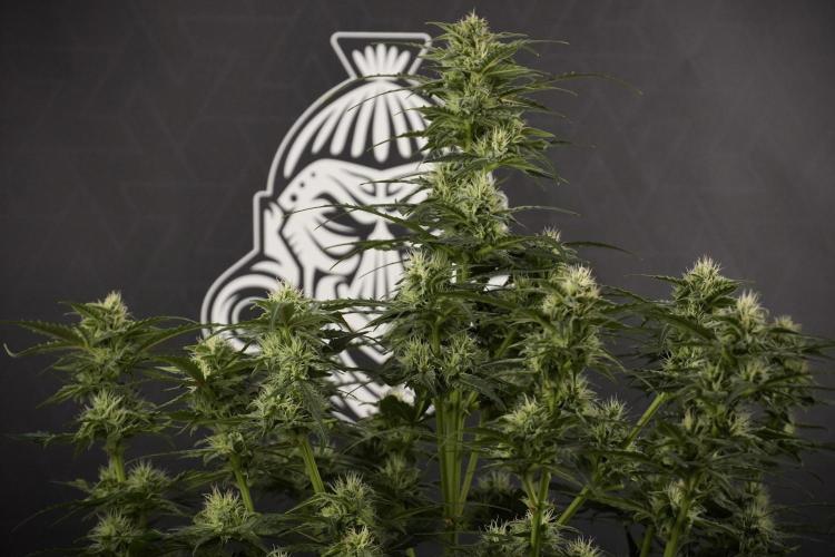 Amnesia Skunk The Zamnesia Way. Week 8 - Amnesia Skunk Studio times 