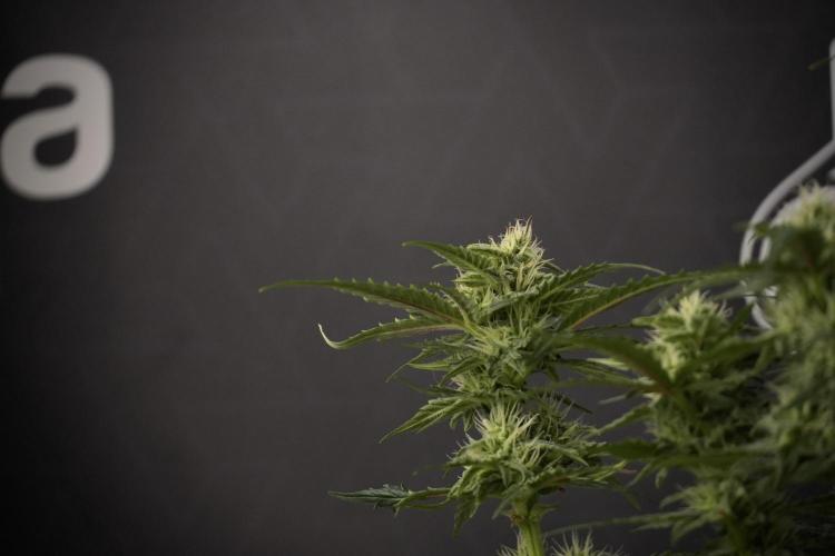 Amnesia Skunk The Zamnesia Way. Week 8 - Amnesia Skunk Studio times 