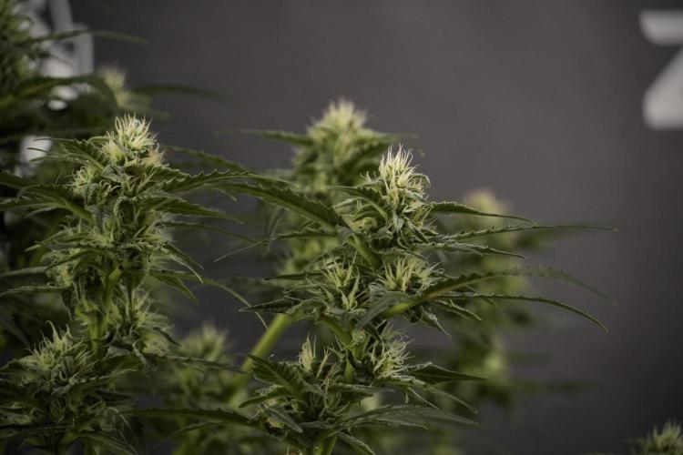 Amnesia Skunk The Zamnesia Way. Week 8 - Amnesia Skunk Studio times 