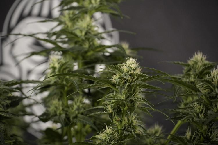 Amnesia Skunk The Zamnesia Way. Week 8 - Amnesia Skunk Studio times 