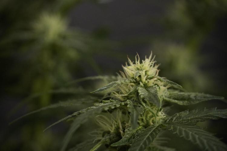 Amnesia Skunk The Zamnesia Way. Week 8 - Amnesia Skunk Studio times 