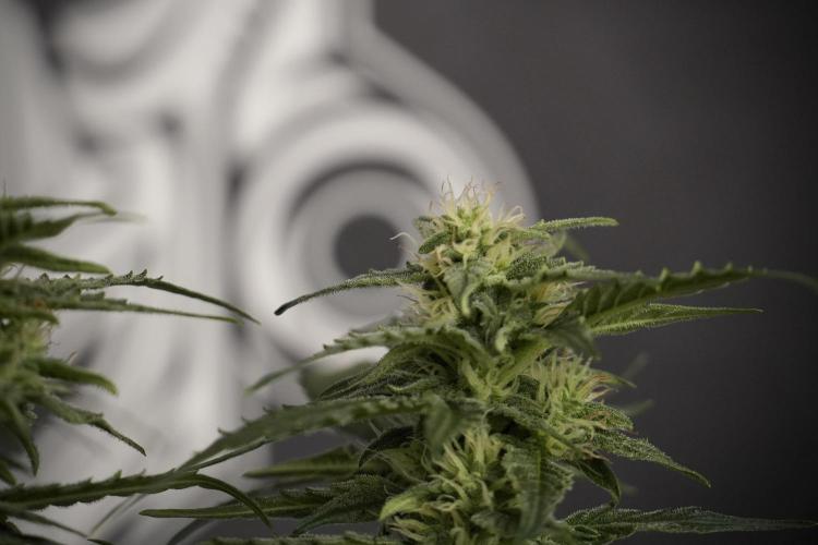 Amnesia Skunk The Zamnesia Way. Week 8 - Amnesia Skunk Studio times 