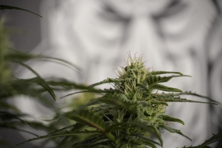 Amnesia Skunk The Zamnesia Way. Week 8 - Amnesia Skunk Studio times 