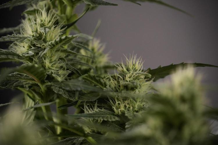 Amnesia Skunk The Zamnesia Way. Week 8 - Amnesia Skunk Studio times 