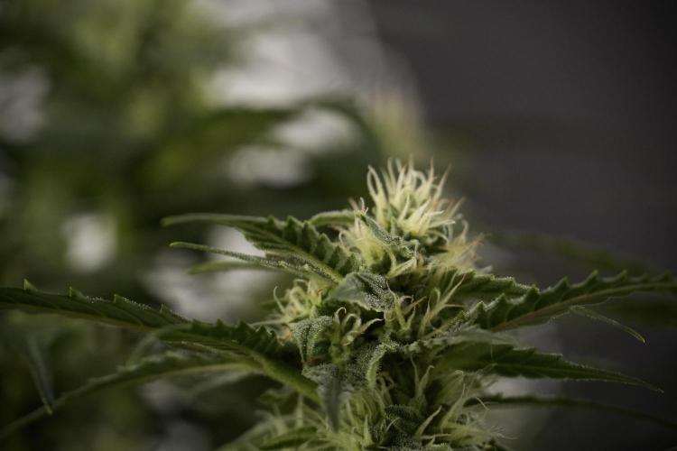 Amnesia Skunk The Zamnesia Way. Week 8 - Amnesia Skunk Studio times 