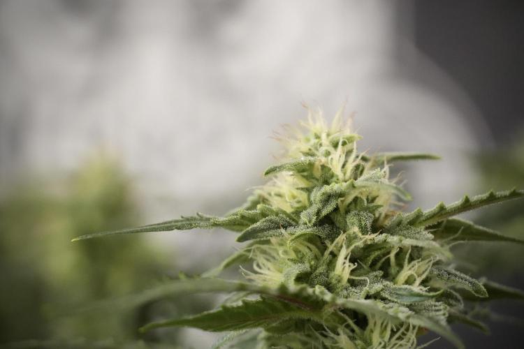 Amnesia Skunk The Zamnesia Way. Week 8 - Amnesia Skunk Studio times 