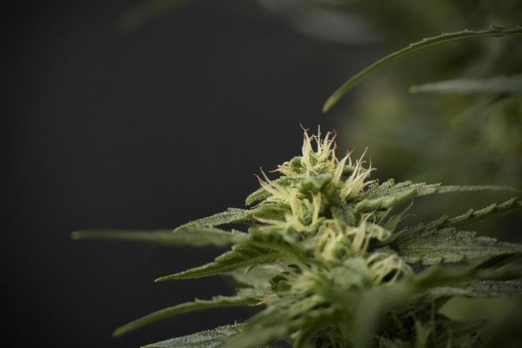 Amnesia Skunk The Zamnesia Way. Week 8 - Amnesia Skunk Studio times 