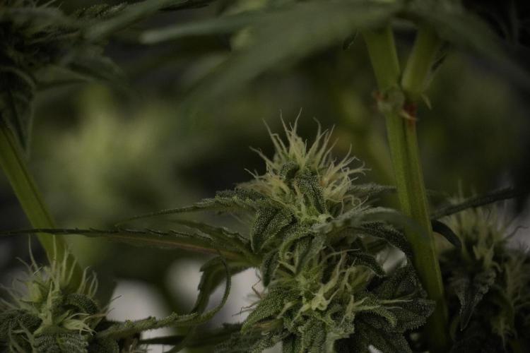 Amnesia Skunk The Zamnesia Way. Week 8 - Amnesia Skunk Studio times 