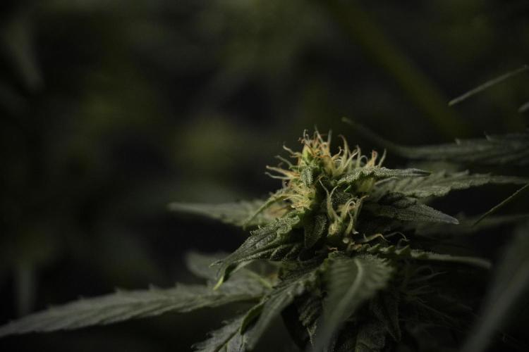 Amnesia Skunk The Zamnesia Way. Week 8 - Amnesia Skunk Studio times 