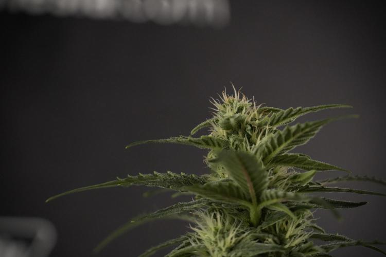 Amnesia Skunk The Zamnesia Way. Week 8 - Amnesia Skunk Studio times 