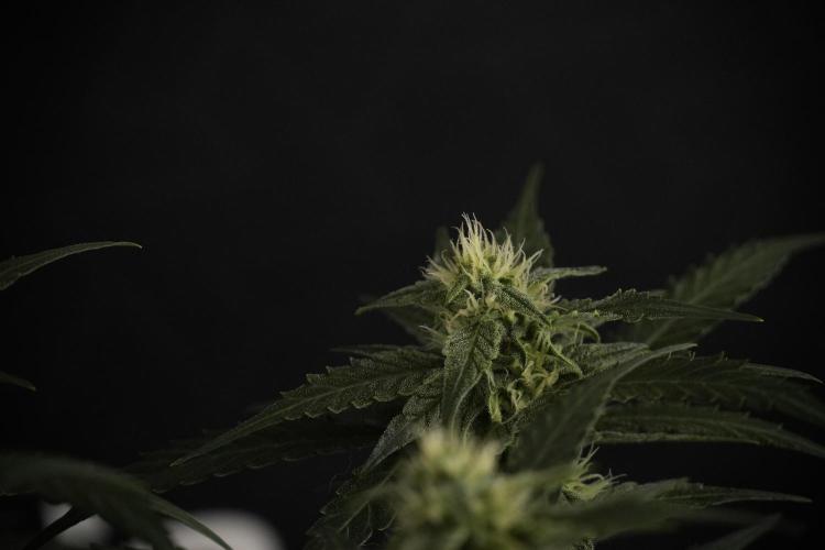 Amnesia Skunk The Zamnesia Way. Week 8 - Amnesia Skunk Studio times 