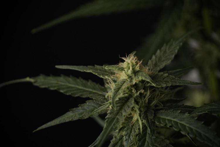 Amnesia Skunk The Zamnesia Way. Week 8 - Amnesia Skunk Studio times 