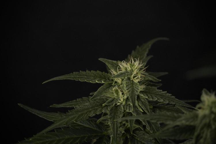 Amnesia Skunk The Zamnesia Way. Week 8 - Amnesia Skunk Studio times 