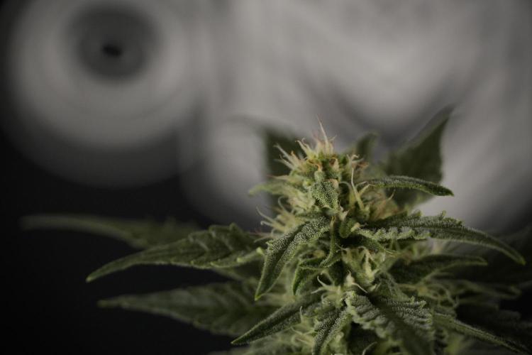 Amnesia Skunk The Zamnesia Way. Week 8 - Amnesia Skunk Studio times 