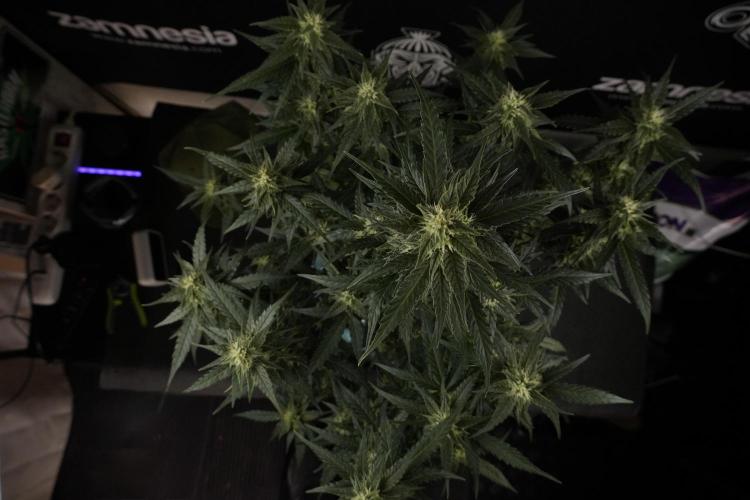 Amnesia Skunk The Zamnesia Way. Week 8 - Amnesia Skunk Studio times 