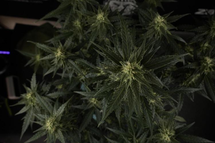 Amnesia Skunk The Zamnesia Way. Week 8 - Amnesia Skunk Studio Times 