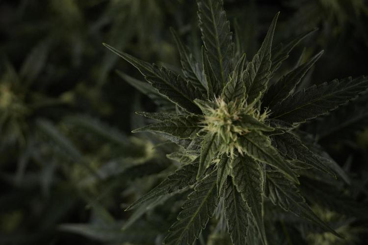 Amnesia Skunk The Zamnesia Way. Week 8 - Amnesia Skunk Studio Times 