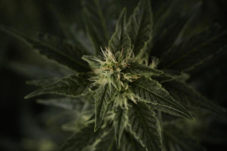 Amnesia Skunk The Zamnesia Way. Week 8 - Amnesia Skunk Studio Times 