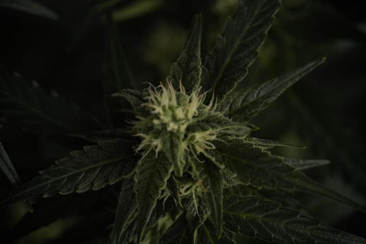 Amnesia Skunk The Zamnesia Way. Week 8 - Amnesia Skunk Studio Times 