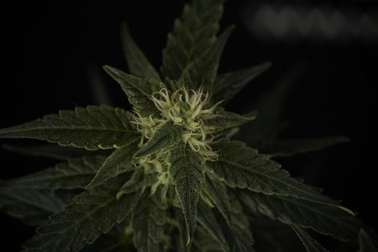 Amnesia Skunk The Zamnesia Way. Week 8 - Amnesia Skunk Studio Times 