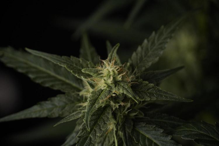 Amnesia Skunk The Zamnesia Way. Week 8 - Amnesia Skunk Studio Times 