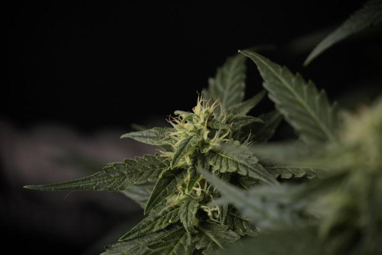 Amnesia Skunk The Zamnesia Way. Week 8 - Amnesia Skunk Studio Times 