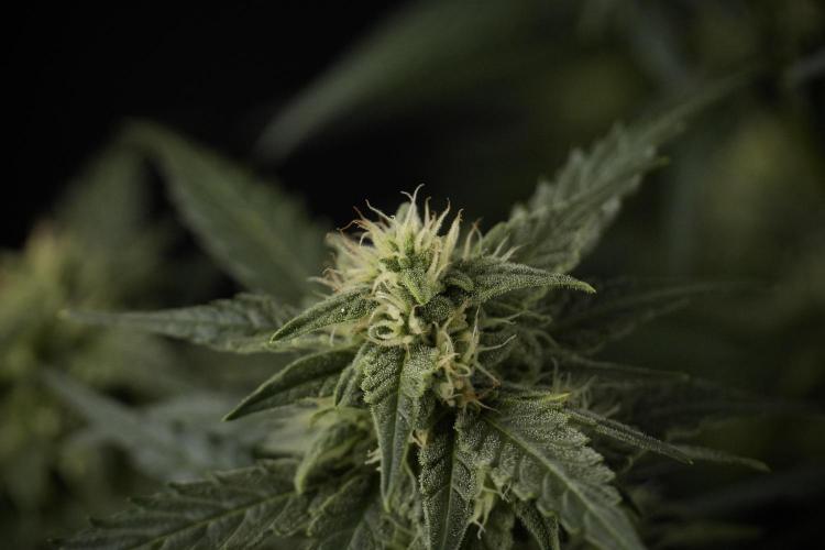 Amnesia Skunk The Zamnesia Way. Week 8 - Amnesia Skunk Studio Times 