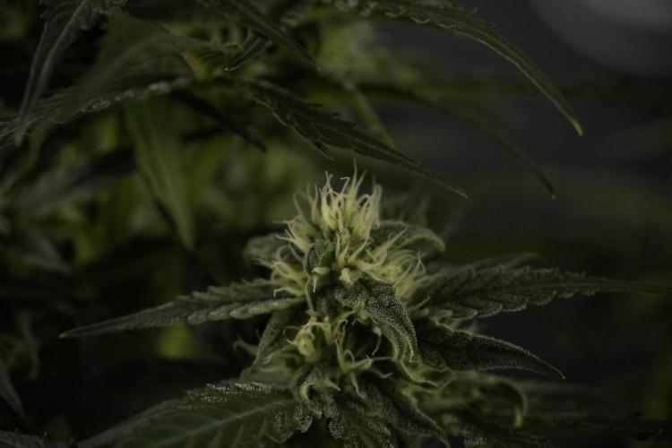 Amnesia Skunk The Zamnesia Way. Week 8 - Amnesia Skunk Studio Times 