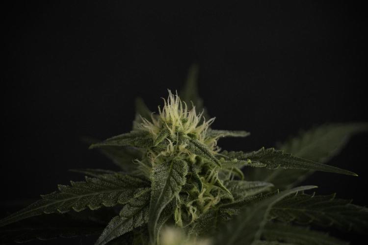 Amnesia Skunk The Zamnesia Way. Week 8 - Amnesia Skunk Studio Times 