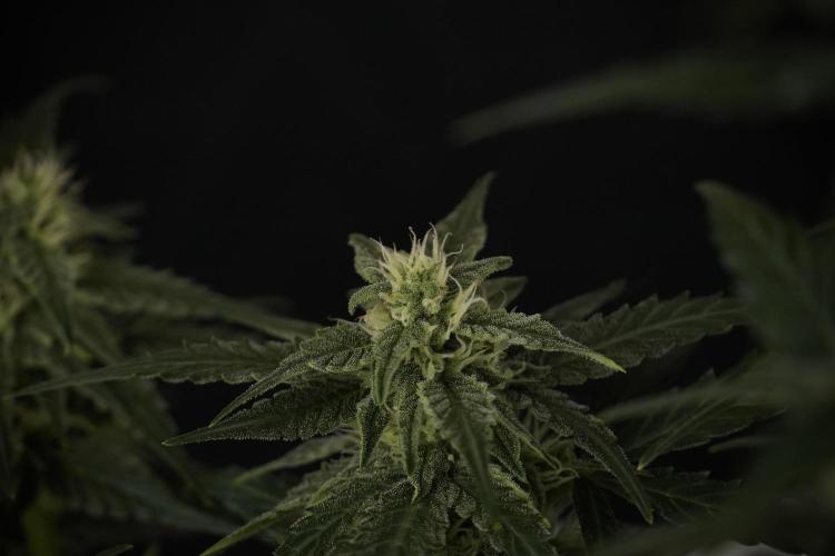 Amnesia Skunk The Zamnesia Way. Week 8 - Amnesia Skunk Studio Times 