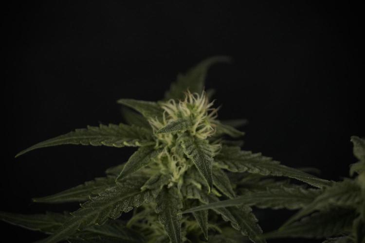 Amnesia Skunk The Zamnesia Way. Week 8 - Amnesia Skunk Studio Times 