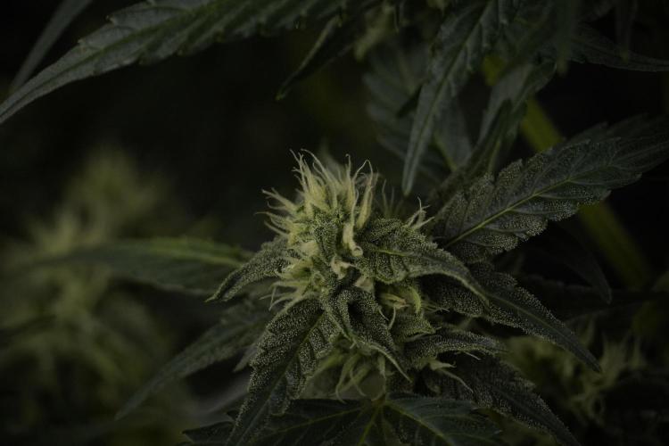 Amnesia Skunk The Zamnesia Way. Week 8 - Amnesia Skunk Studio Times 