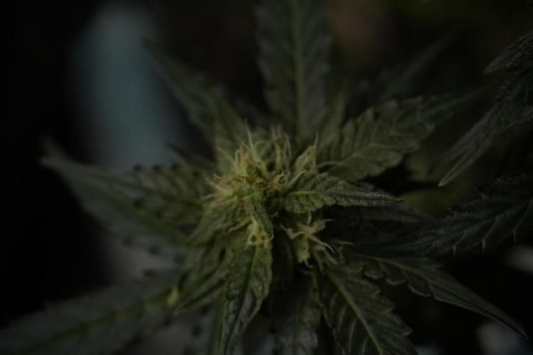 Amnesia Skunk The Zamnesia Way. Week 8 - Amnesia Skunk Studio Times 