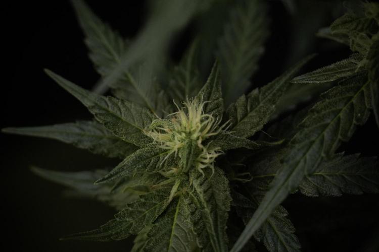 Amnesia Skunk The Zamnesia Way. Week 8 - Amnesia Skunk Studio Times 