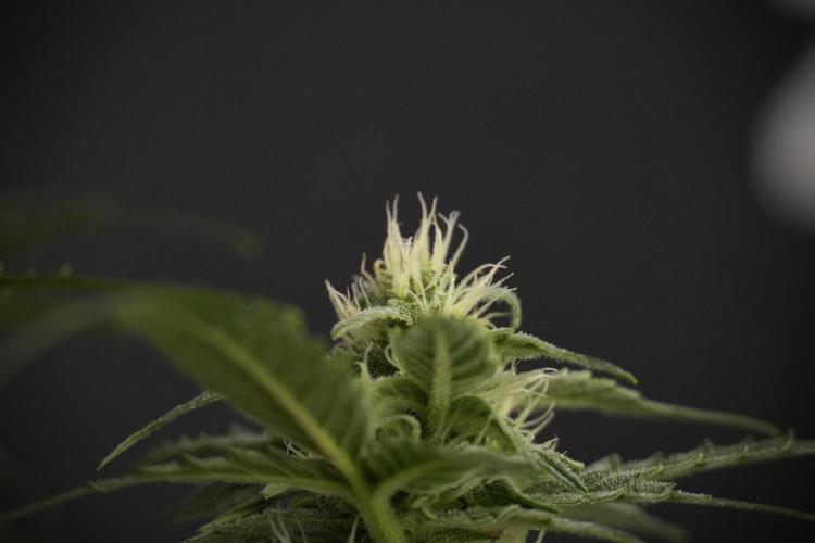 Amnesia Skunk The Zamnesia Way. Week 8 - Amnesia Skunk Studio Times 