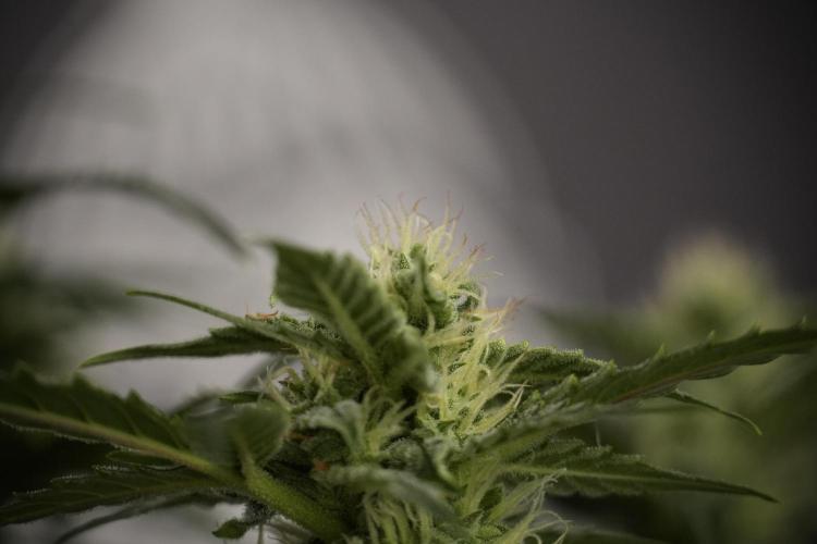 Amnesia Skunk The Zamnesia Way. Week 8 - Amnesia Skunk Studio Times 