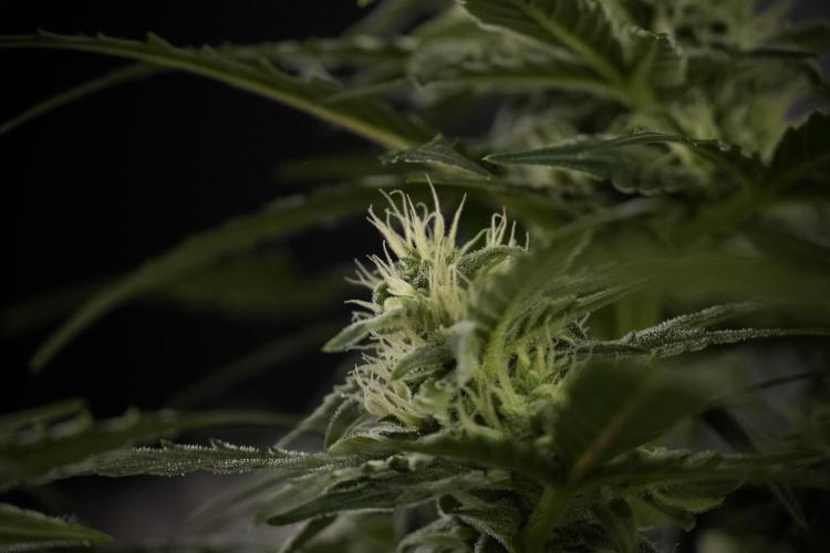 Amnesia Skunk The Zamnesia Way. Week 8 - Amnesia Skunk Studio Times 