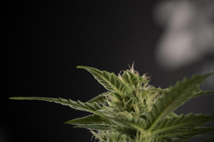 Amnesia Skunk The Zamnesia Way. Week 8 - Amnesia Skunk Studio Times 